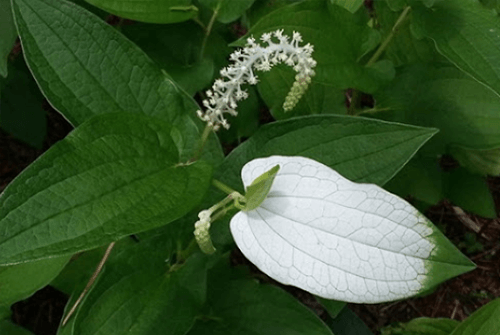 삼백초19