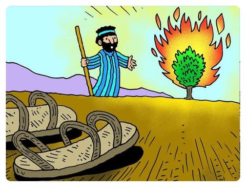 떨기나무