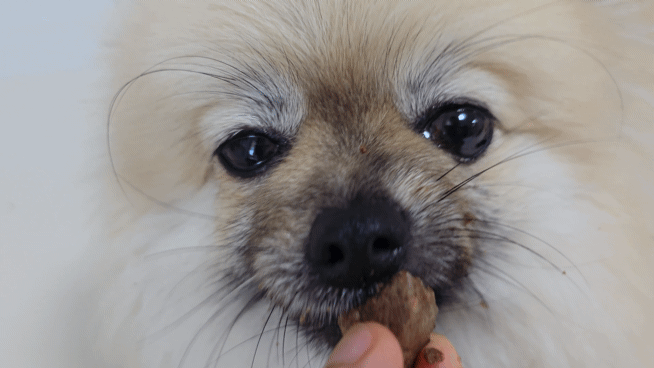 강아지 동결건조 사료 후기