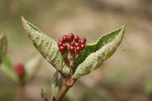 분꽃나무 열매1