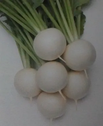 순무 재배 봄 가을 파종 비료 절감 키우기 요령_12