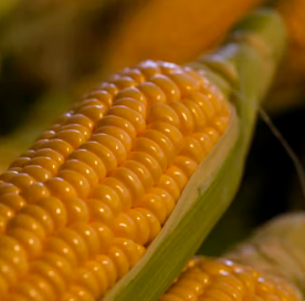 옥수수 효능과 부작용 영양성분 고르는법 칼로리