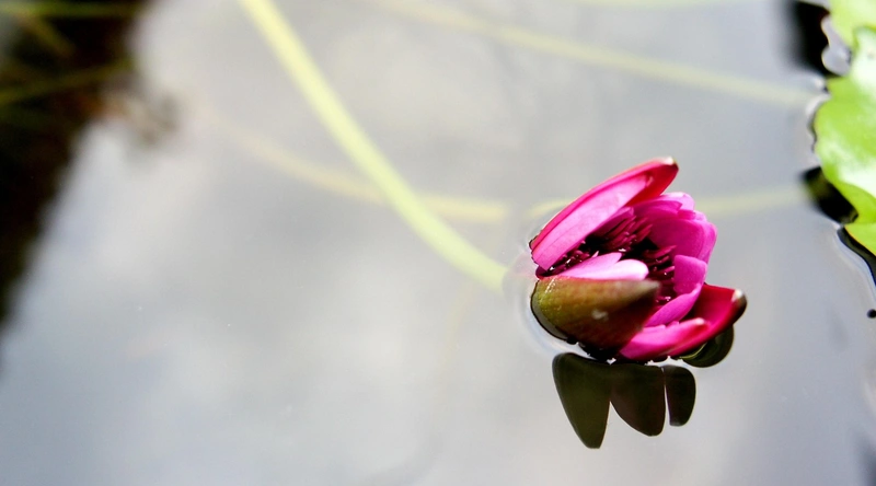 맑은 물에 빠지는 꿈해몽: 긍정적인 신호와 해석