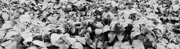 서리태 심는시기 (중부지방): 6월 초순