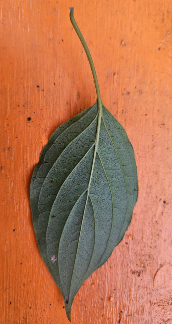 말채나무 잎 뒷면