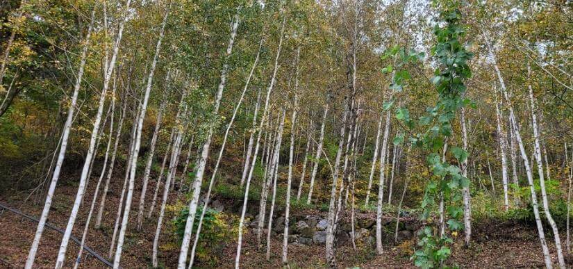 생생정보통 리얼극장 부부별곡 귀산 10년차 부부 산림치유정원펜션