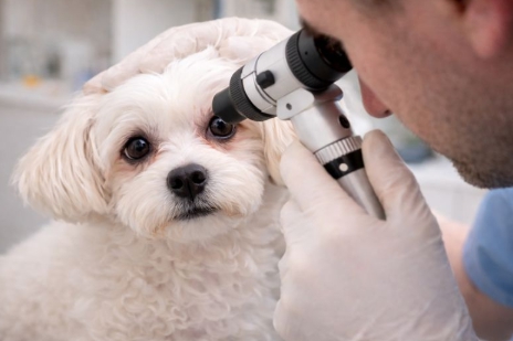 강아지 눈 건강 관련 사진