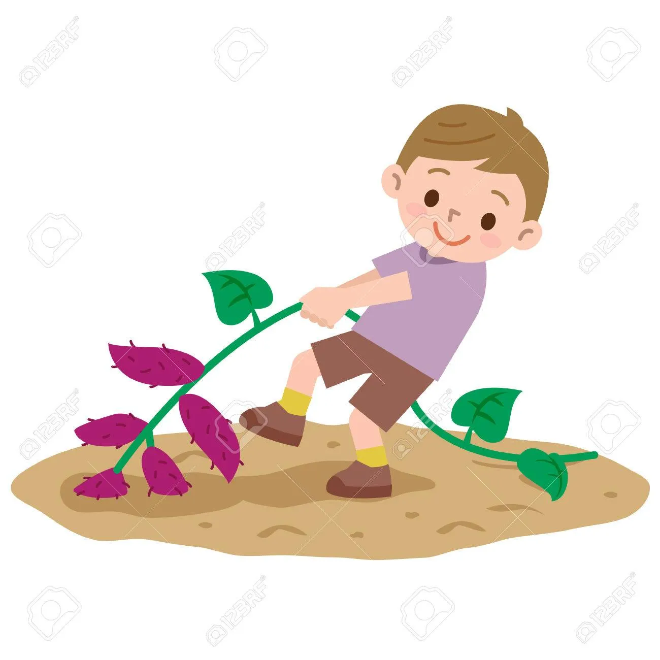 고구마캐는시기 딱 3가지 신호만 보세요 보관법까지 총정리로_6