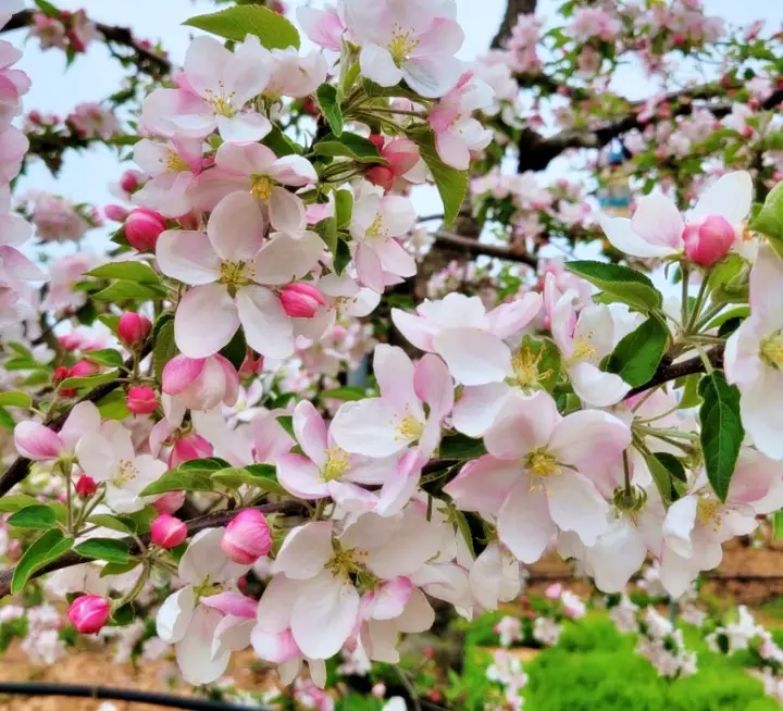 생방송오늘저녁 전북 김제 여행 추천 배꽃 배밭 사과꽃 축제 사과밭 플룻부는 신나는농부