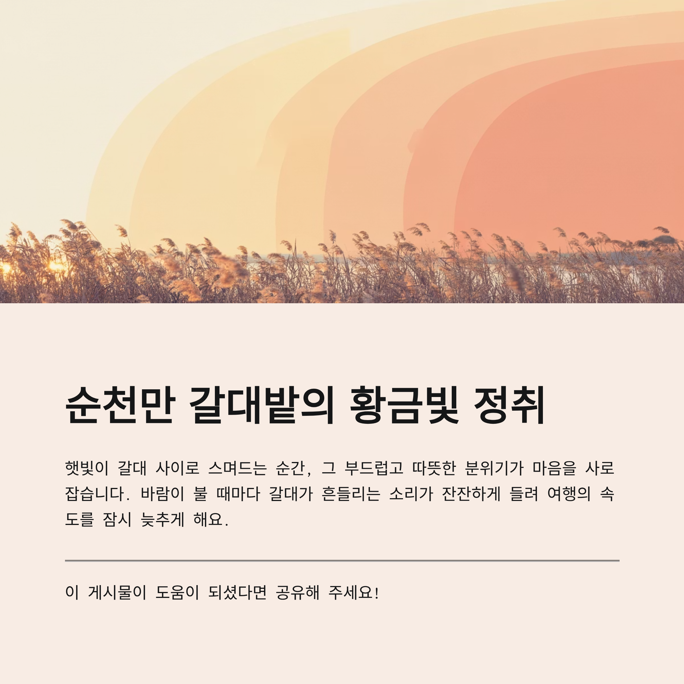 순천만 갈대밭의 황금빛 정취