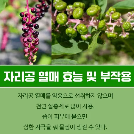 자리공 열매