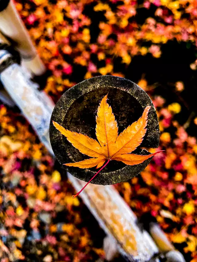 2023년 단풍시기 전국추천 단풍명소