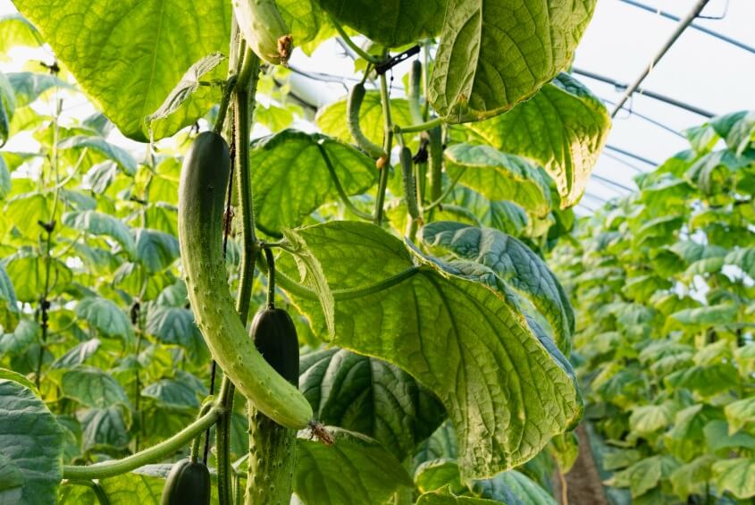 생방송투데이 이 주의 장바구니 진천 오이 구매방법, 보관법, 세척법, 활용법 진천햇살농원