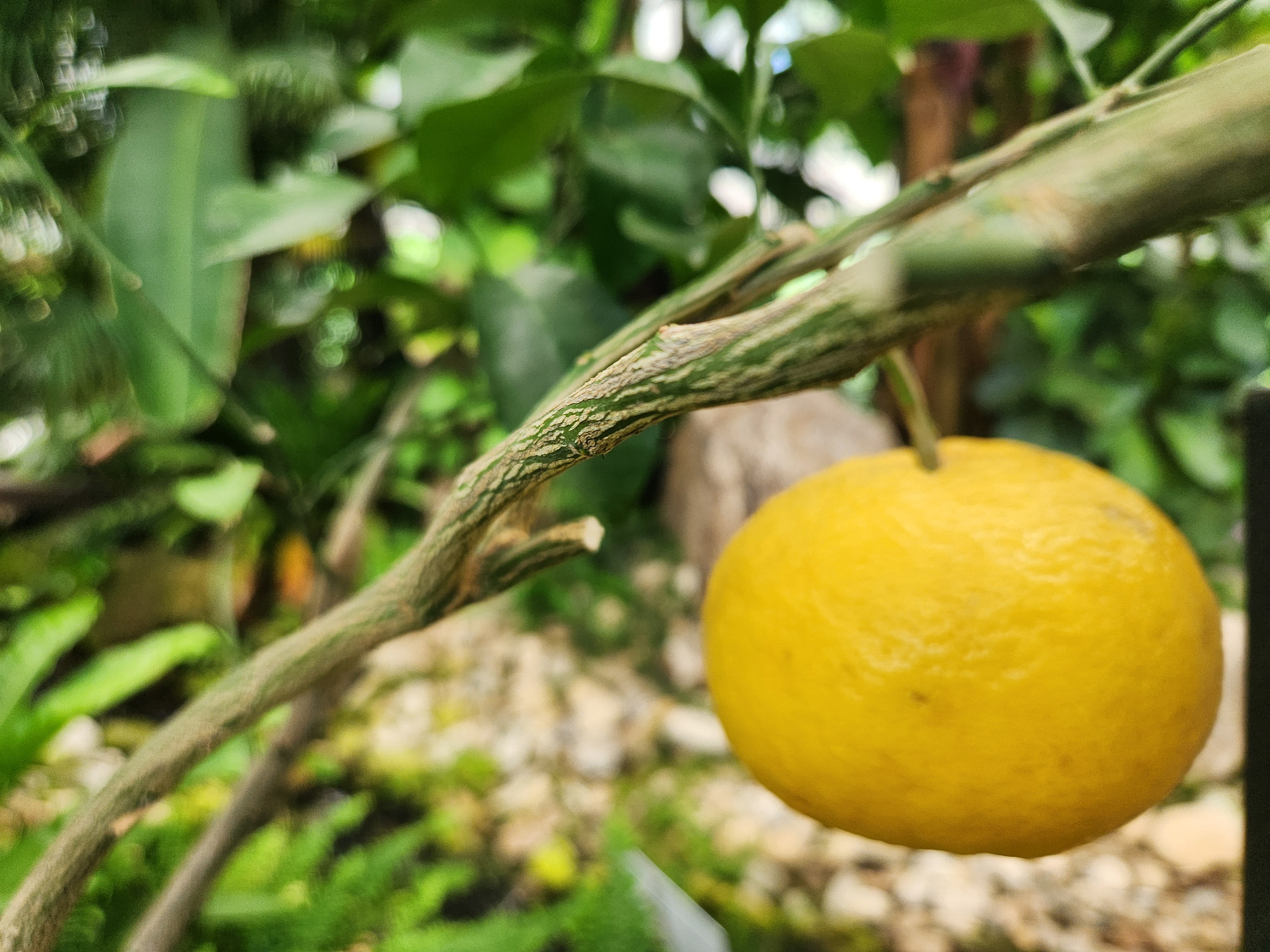 노란빛으로 익은 유자가 나뭇가지에 매달려 있는 모습