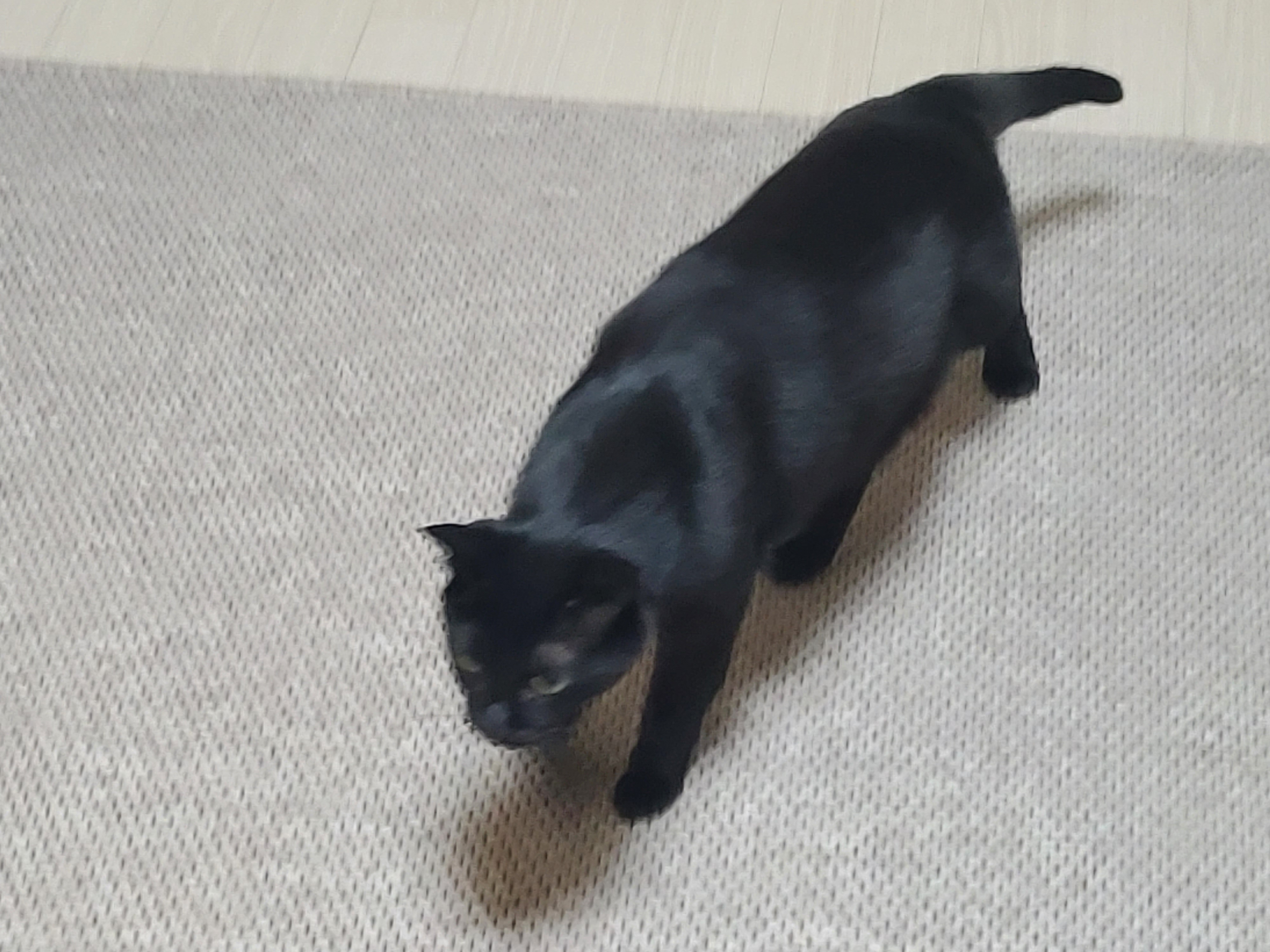 다시 다가온 아홉냥이들 화장실 모래 전체갈이!(feat.써유믹스,바우젠)