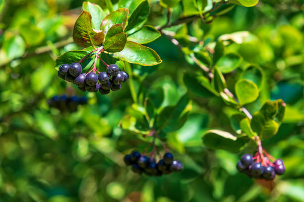 아로니아(초크베리) 효능, 부작용, 복용법, 미용 효과까지 총정리