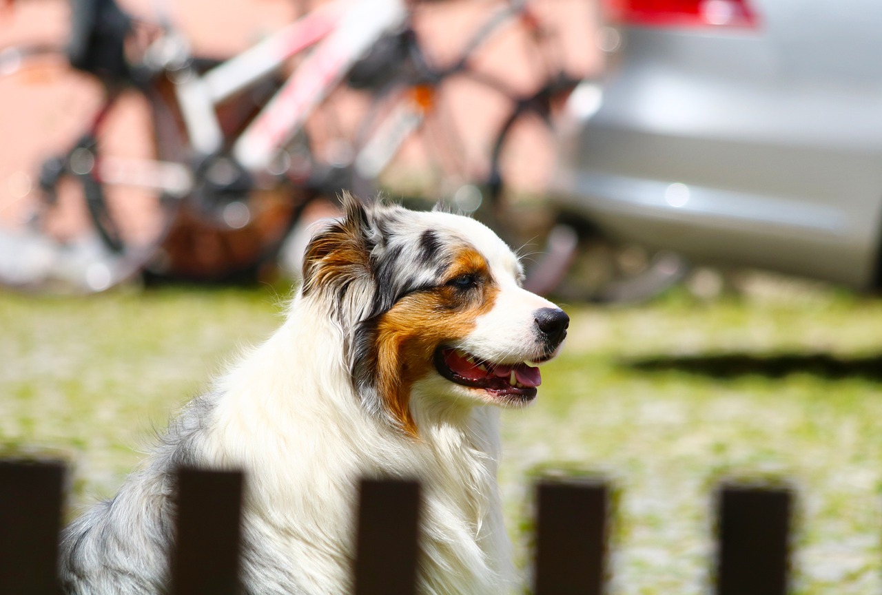 마당에 앉아있는 강아지