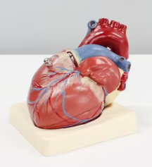 고지혈증 치료법 진단기준 예방