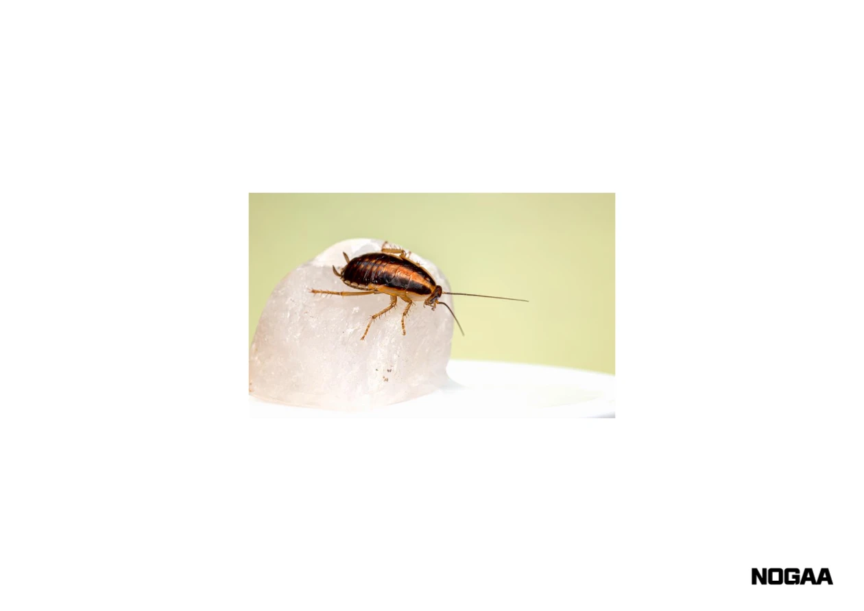 바퀴벌레 퇴치방법