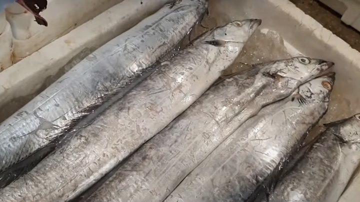 두께가-두꺼운-먹갈치