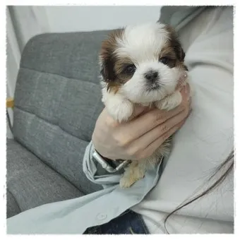 시츄 분양 가격 성격 장단점_22