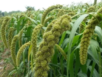 조 재배 건조 강한 작물 파종 방법 초보 가이드_10
