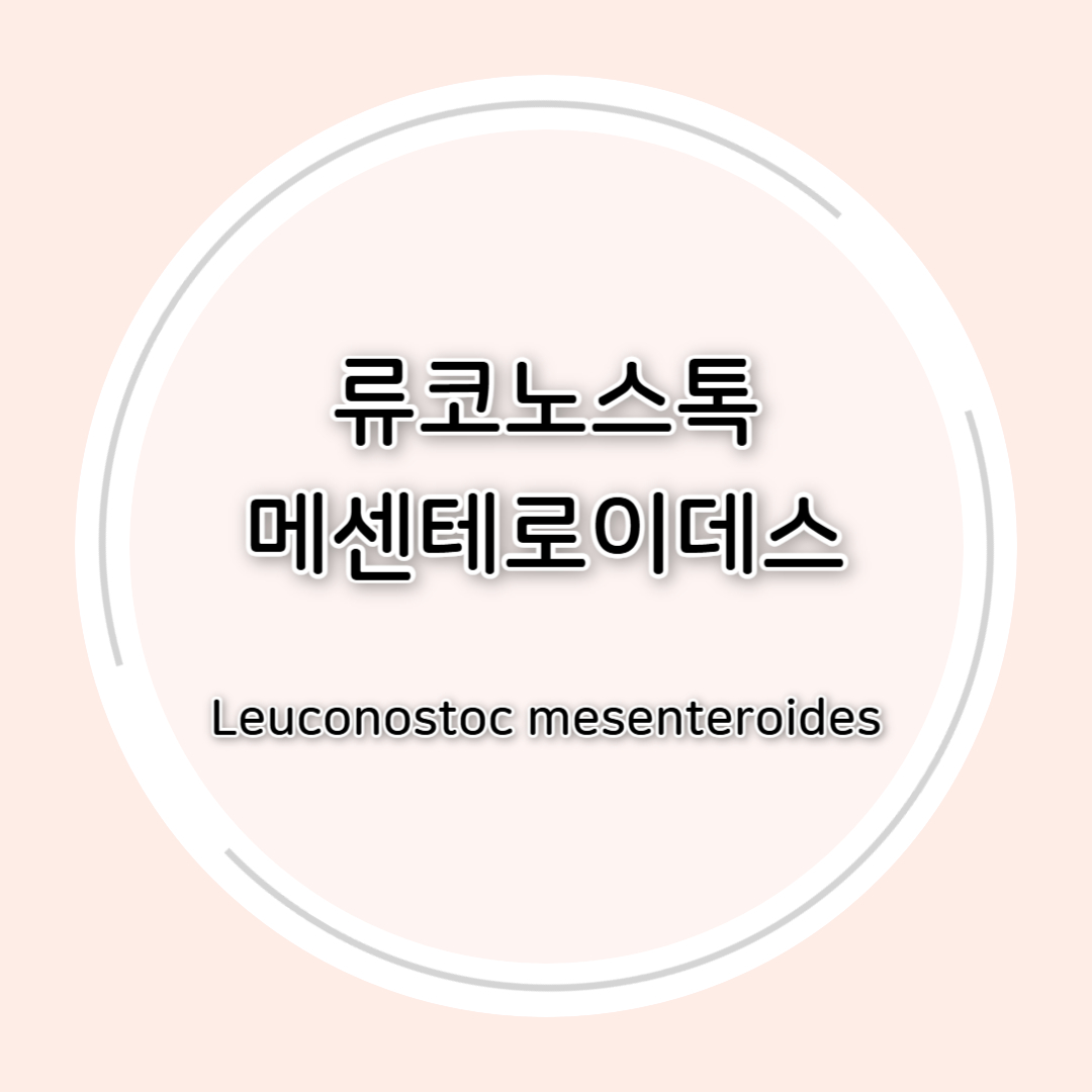 류코노스톡 메센테로이데스(Leuconostoc mesenteroides)효능 정리