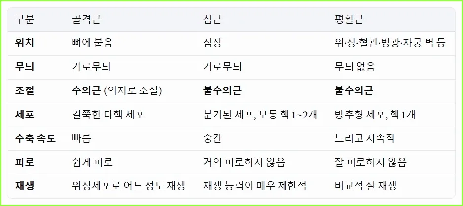 3가지 종류의 근육