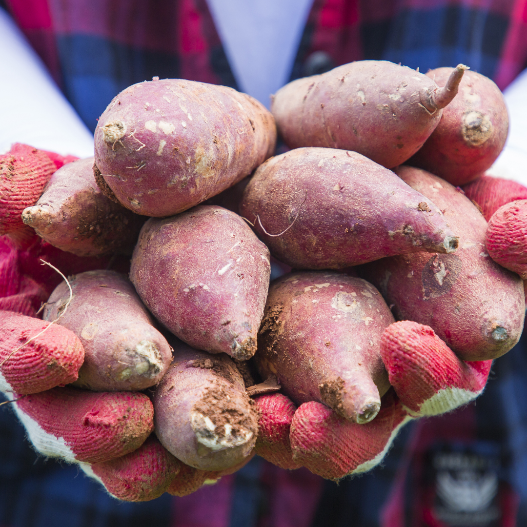 고구마 효능 부작용