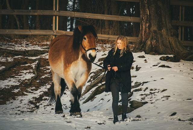 2024년 신년운세 말띠 2월 달려라달려~