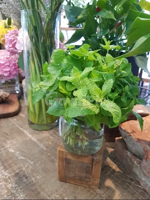 애플민트 재배 번식 빠름 물주기 요령 잎 수확_4