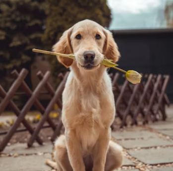 강아지 무료분양 사이트 책임비