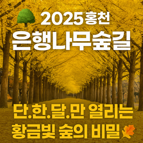 2025 홍천 은행나무 숲길, 10월 단 한 달 무료 개방!