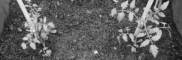 방울토마토 키우기, 방울토마토 키우는법: 너무 자라기 전 조기 제거