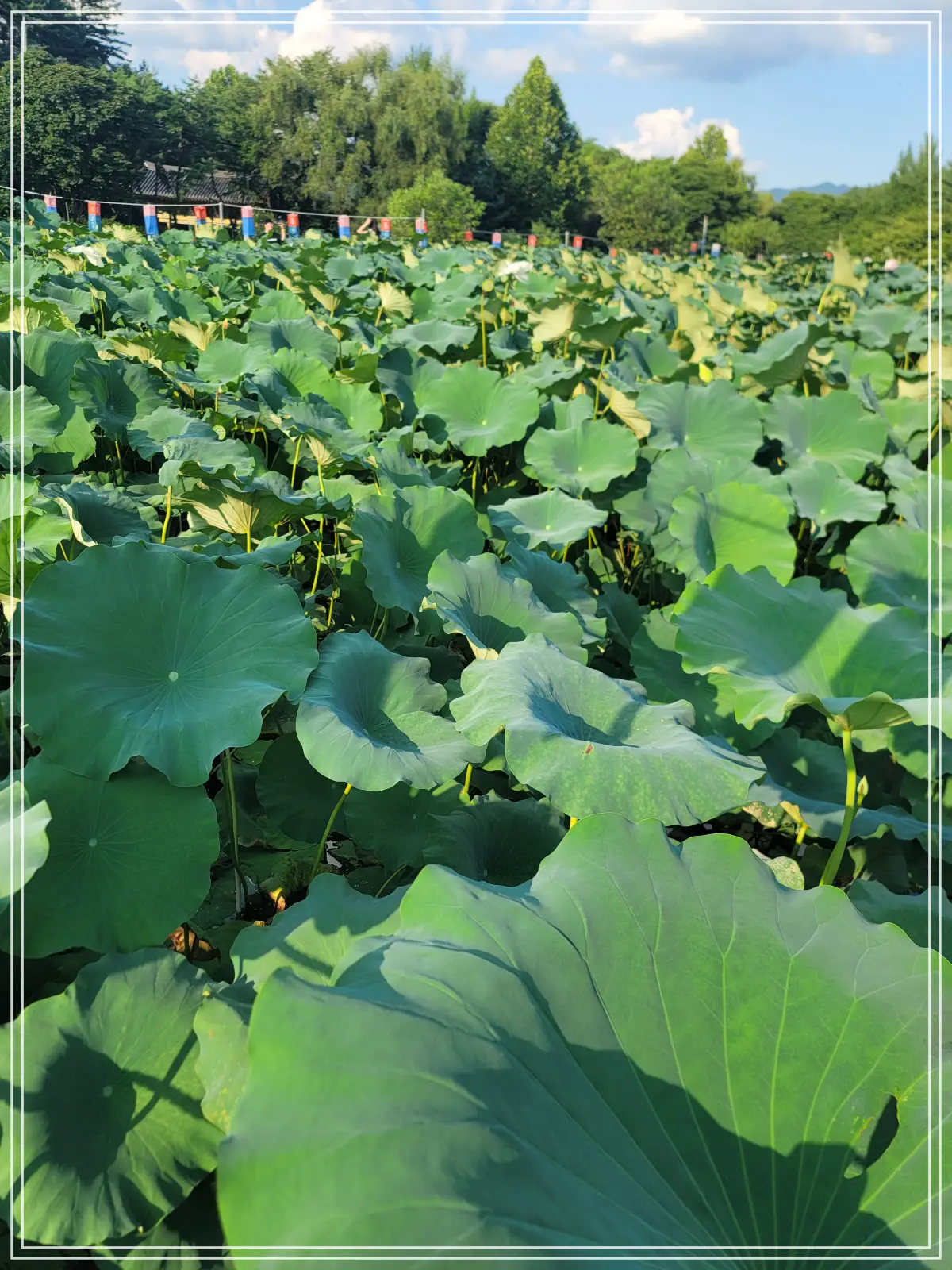 봉선사-연꽃축제-20250810_172423