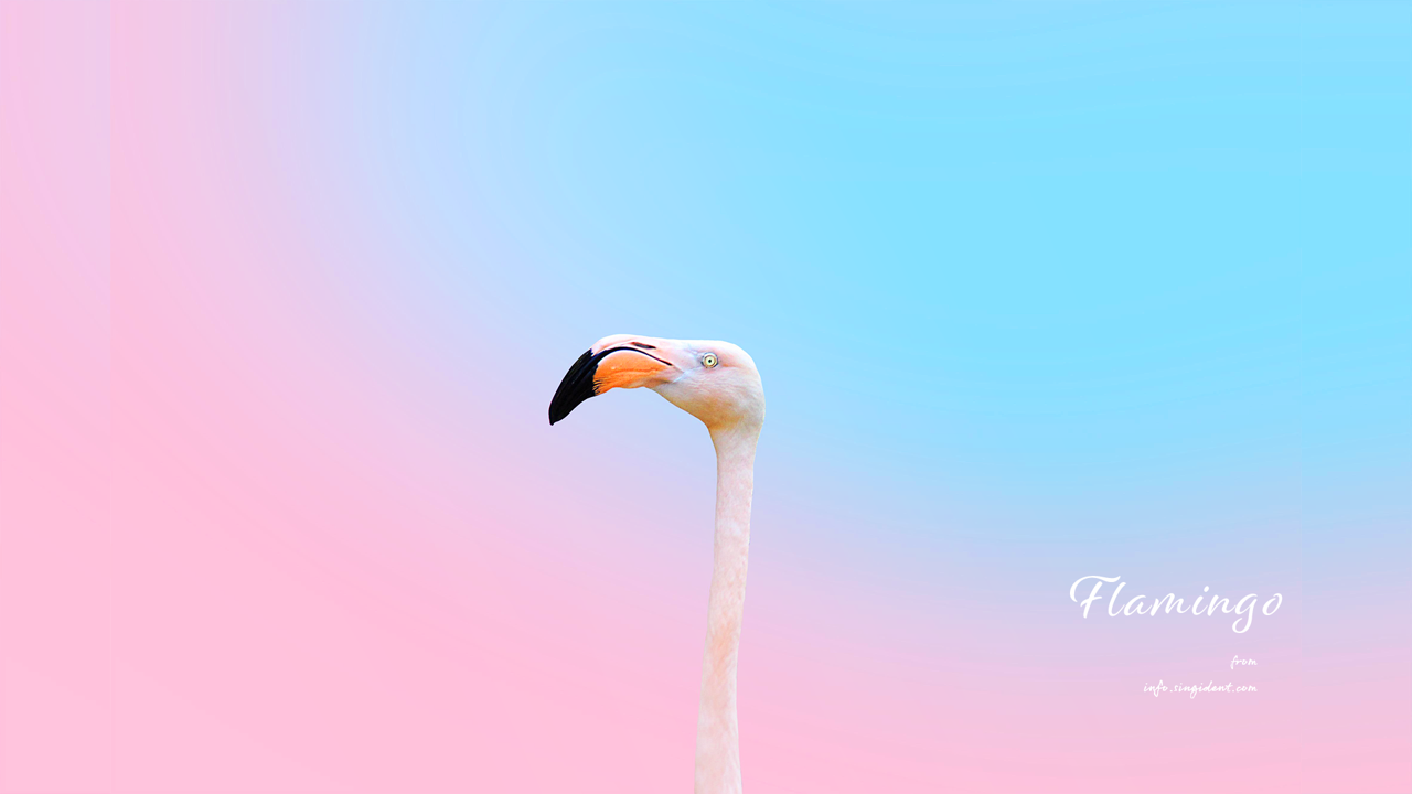 01 플라밍고 머리 C - Flamingo 플라밍고배경화면