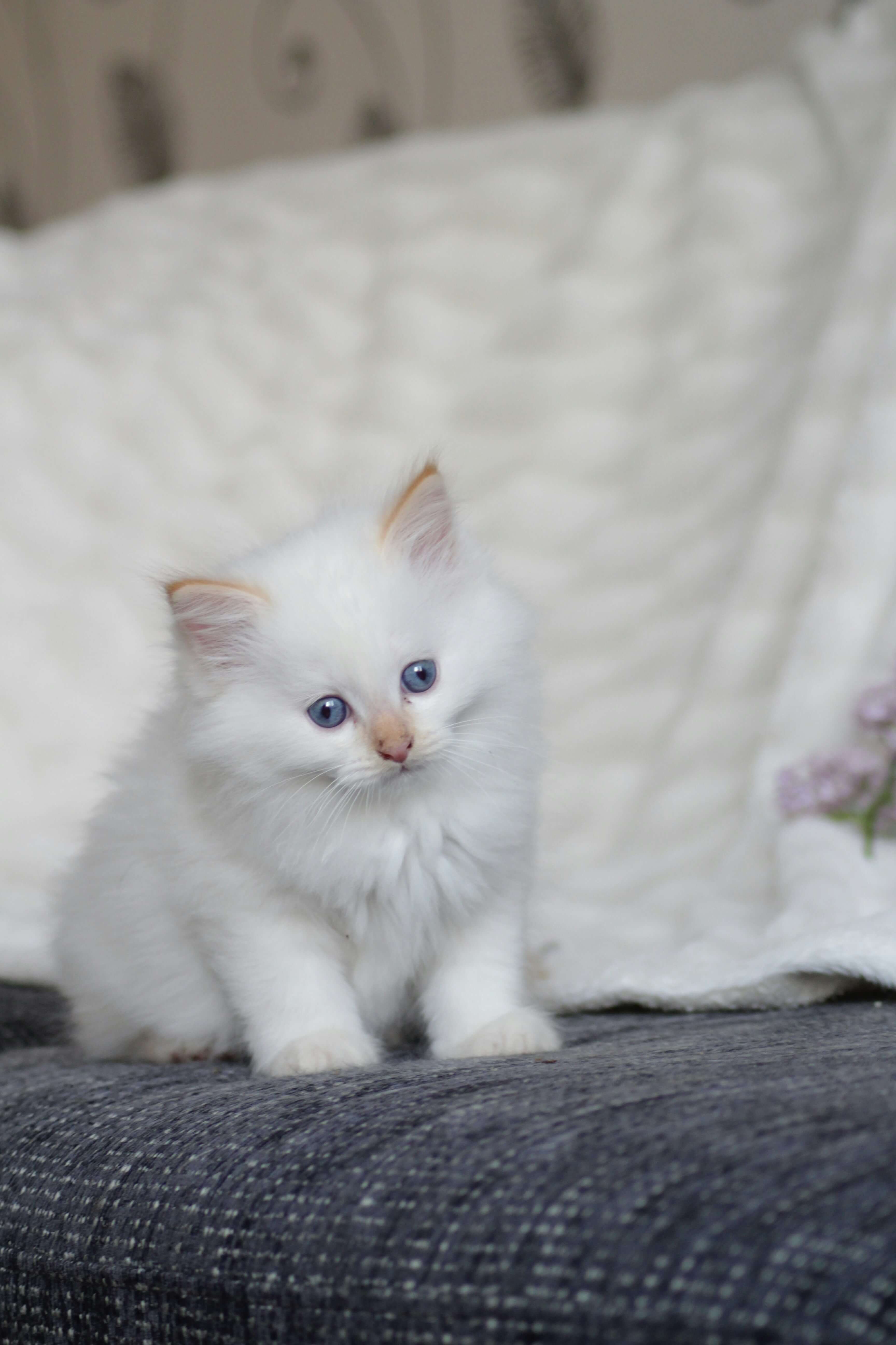 강아지&middot;고양이 심장사상충 예방 방법과 약 투여 시기
