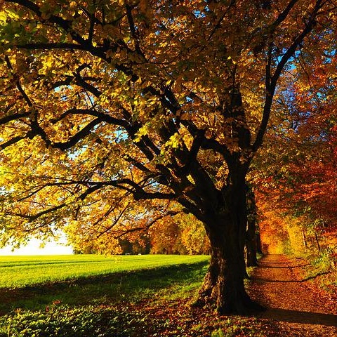 단풍사진입니다.