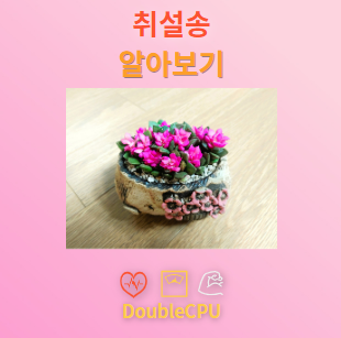 취설송 꽃말 및 탐구