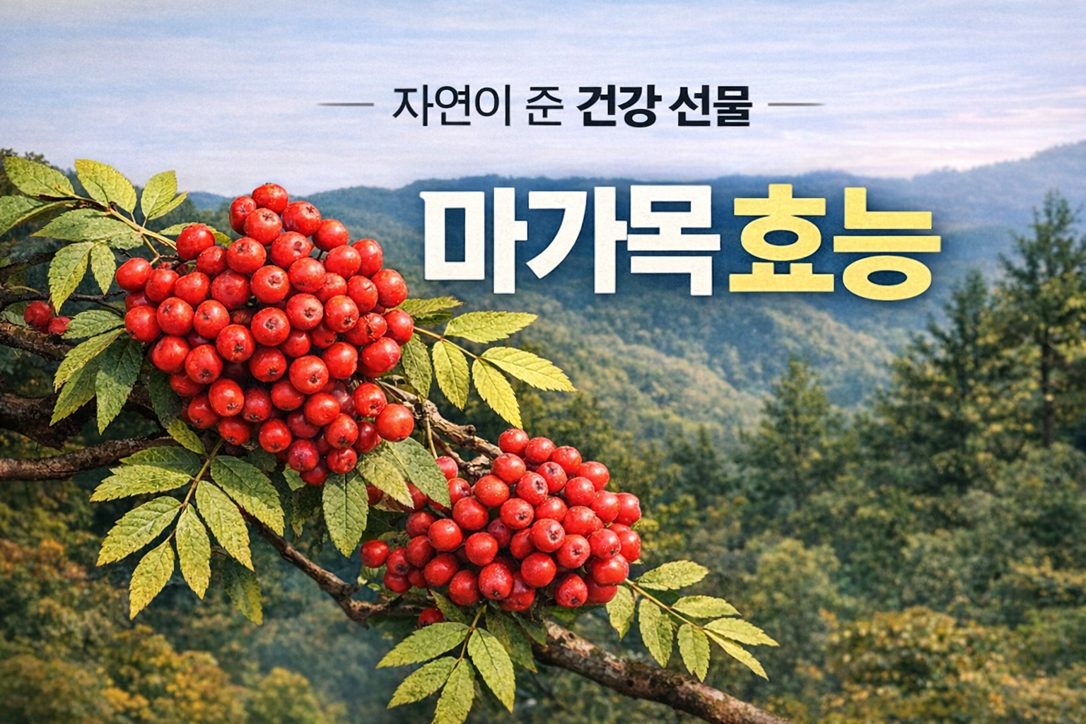 마가목 효능