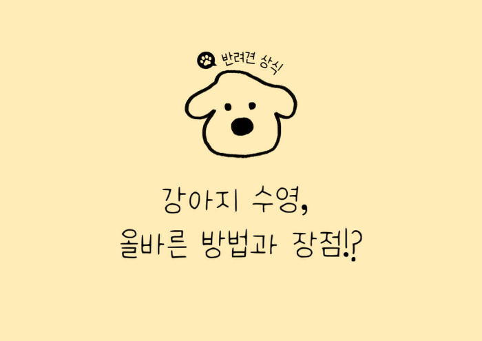 강아지 수영방법, 강아지 슬개골 운동, 강아지 수영 주의사항, 강아지 관절운동