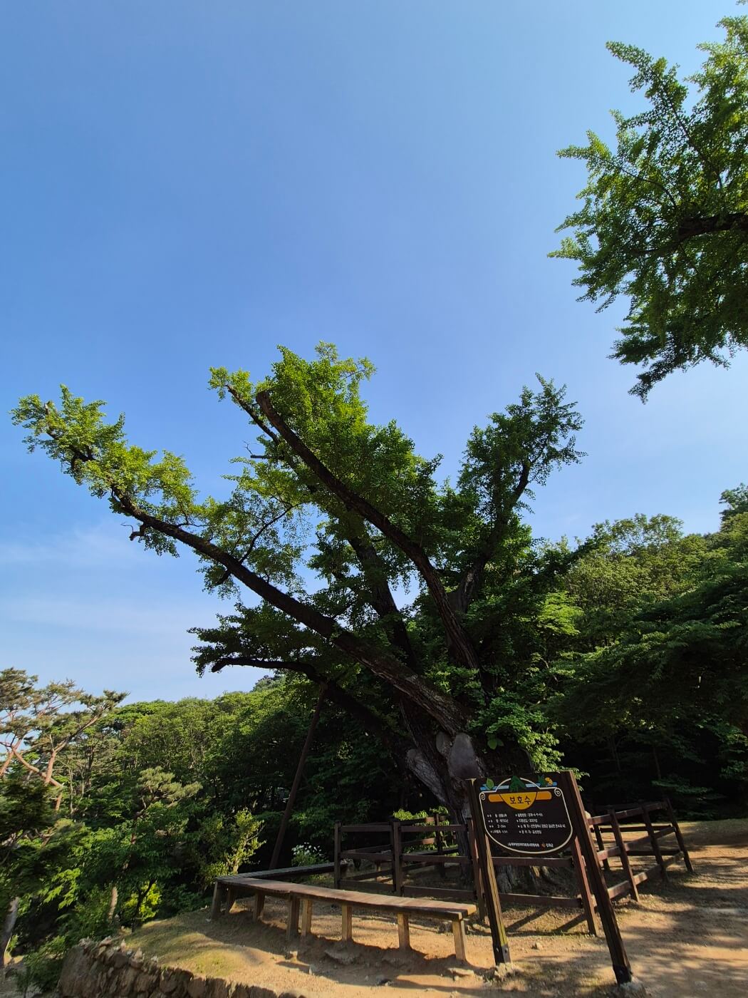 전등사 보호수