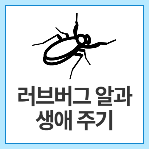 러브버그-알과-생애-주기