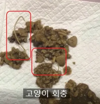 고양이 기생충 사진 약 증상_13