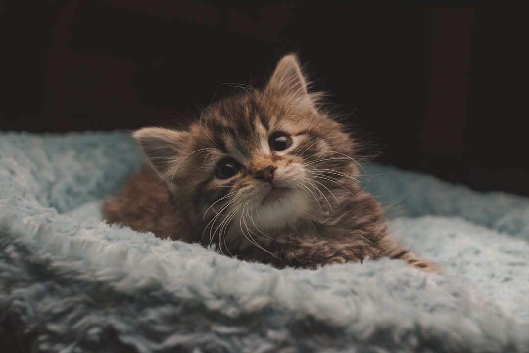 Kitten.