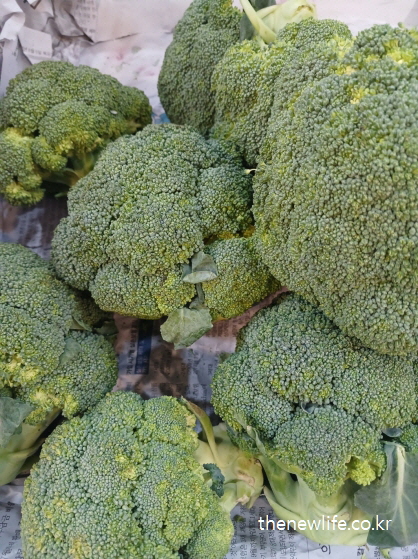 단백질 대사를 돕는 비타민과 미네랄이 풍부한 브로콜리 진열 모습