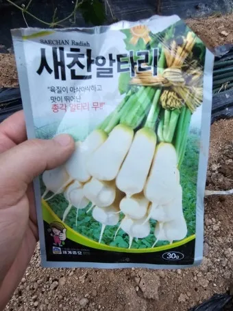 알타리무 파종시기 핵심 포인트_22