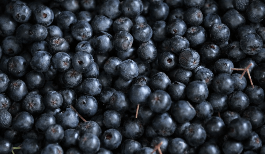 아로니아 먹는법