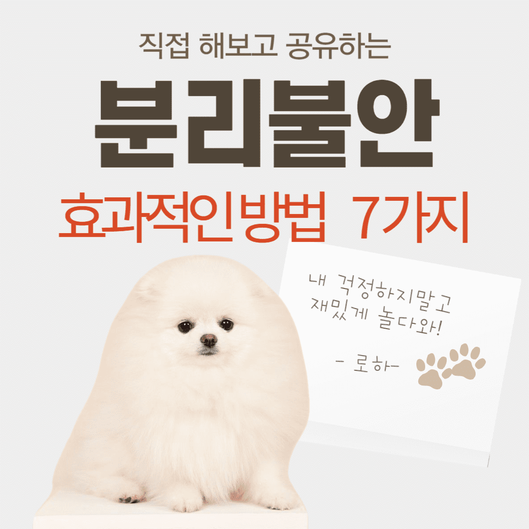 강아지-분리-불안