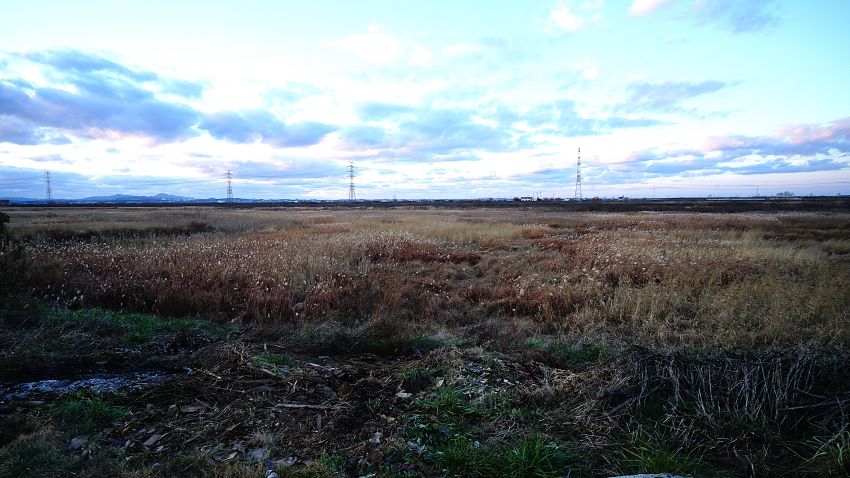 삽교천 드넓은 개울바닥에 무성한 잡초와 갤대숲,